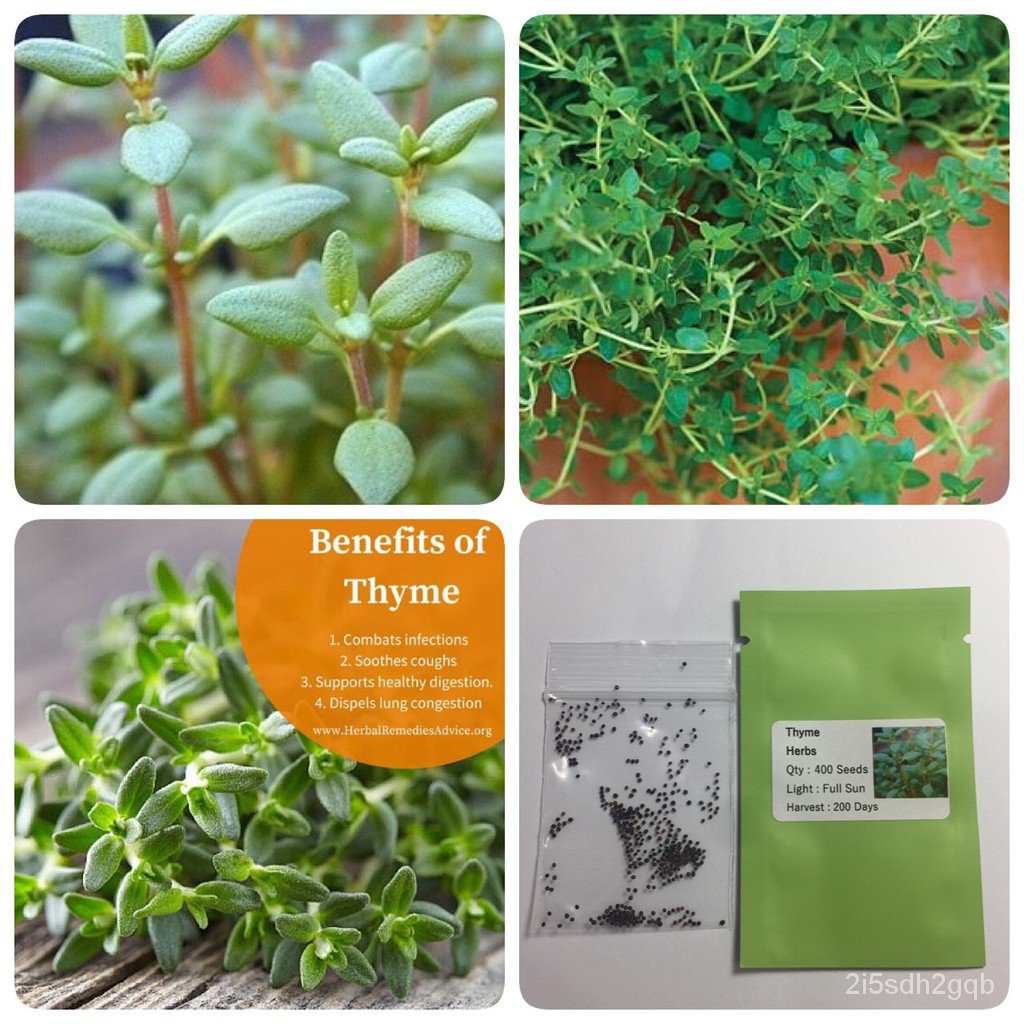 คุณภาพสูง-เมล็ด-ไทม์-thyme-เมล็ดไทม์-ง่าย-ปลูก-สวนครัว-เมล็ด-ผักสลัด-xmhu