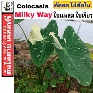 Colocasia Milky Way ตัดสด ไม่ตัดใบ โคโลคาเซีย มิลกี้ เวย์    มิวกี้เว