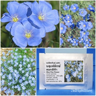 ผลิตภัณฑ์ใหม่ เมล็ดพันธุ์ 2022เมล็ดอวบอ้วน ดอกบลูเฟล็กซ์ Blue Flax Flower Seed 250 เมล็ด คุณภาพดี ราคาถูก ของแท้/สวนครัว