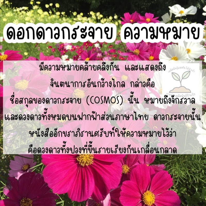 ดอกคอสมอส250เมล็ด-ถูกที่สุด-อัตรางอกสูง