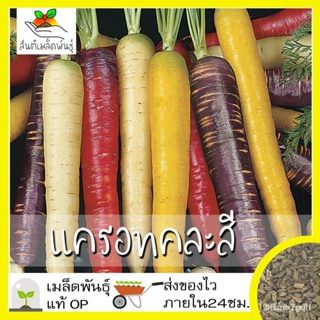 ผลิตภัณฑ์ใหม่ เมล็ดพันธุ์ จุดประเทศไทย ❤เมล็ดอวบอ้วน แครอทคละสี 400เมล็ด Rainbow Mixed Carrot Seed เมล็ดอวบอ้วนแท้/เมล็