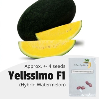 ผลิตภัณฑ์ใหม่ เมล็ดพันธุ์ จุดประเทศไทย ❤[Plantfilled] Yelissimo F1 Hybrid Yellow Watermelon Seeds for planting |/สวนครัว