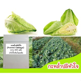 ผลิตภัณฑ์ใหม่ เมล็ดพันธุ์ เมล็ดผักกะหล่ำปลีหัวใจ (Pointed Cabbage) 200 เมล็ด  เมล็ดกะหล่ำหัวใจ เมล็ดพันธุ์กะหล่ /ดอก CBE