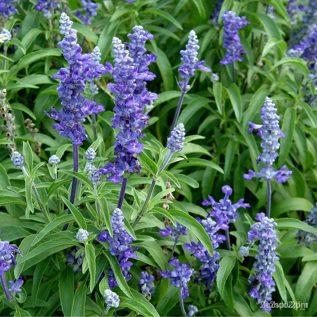 อินทรีย์-ใหม่-สายพันธุ์-เมล็ดพันธุ์ดอกบลูซัลเวีย-blue-salvia-100-เมล็ด-ดอกไม้สีน้ำเงินม่วง-ปลูกได้ตลอดปี-ทนแดด-สวนครัว