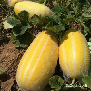 ผลิตภัณฑ์ใหม่ เมล็ดพันธุ์ 2022เมล็ดอวบอ้วน แตงไทยสีทอง หมอนทอง (Yellow Musk Melon) บรรจุ 10 เมล็ดเมล็ดอวบอ้วน 1 คล/เ EM3