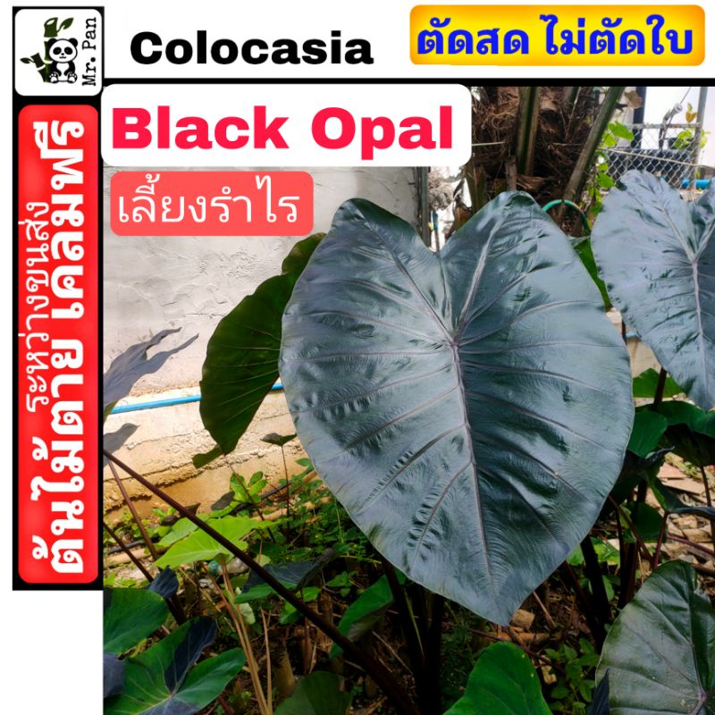 colocasia-black-opal-ตัดสดพร้อมใบ-คาโลคาเซีย-เเบล็ค-โอปอล