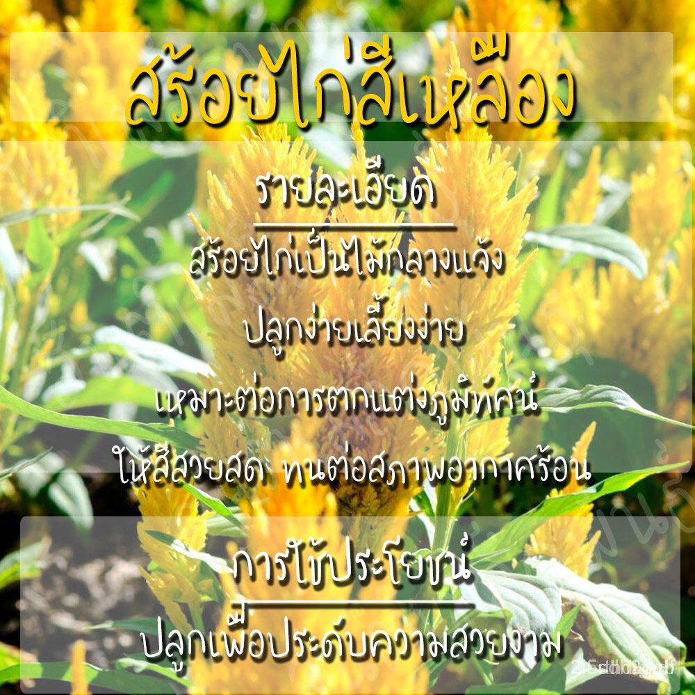 ผลิตภัณฑ์ใหม่-เมล็ดพันธุ์-2022เมล็ดอวบอ้วน-สร้อยไก่-สีเหลือง-200-เมล็ด-celosia-plumosa-seed-เมล็ดอวบอ้วนแท้-นำเ-สวนครัว