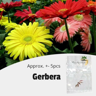ผลิตภัณฑ์ใหม่ เมล็ดพันธุ์ จุดประเทศไทย ❤[Plantfilled] Gerbera Seeds | Flowers - 5 seedsเมล็ดอวบอ้วน 100% รอคอยท /ดอก LWQ