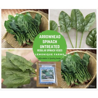 ผลิตภัณฑ์ใหม่ เมล็ดพันธุ์ จุดประเทศไทย ❤Untreated SPINACH vegetable seeds | Arrowhead spinach Hybrid Seedsเมล็ด /ขายดี 2