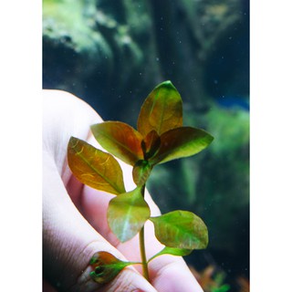 ต้นไม้น้ำ-ลัดวีเจีย-รีเพน-ludwigia-repens