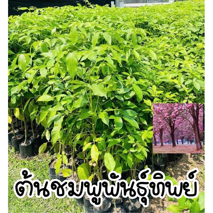 ภาพหน้าปกสินค้าต้นชมพูพันธุ์ทิพย์ ไม้ดอก สูง60-80ซม. ได้ชื่อว่าซากุระเมืองไทย จากร้าน mookkieme0929475776 บน Shopee
