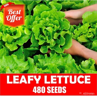 ผลิตภัณฑ์ใหม่ เมล็ดพันธุ์ จุดประเทศไทย ❤Leafy Lettuce Seeds - Lettuce Seedsเมล็ดอวบอ้วน 100% รอคอยที่จะให้ความส /ดอก XQF