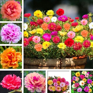 （คุณภาพสูง เมล็ด）เมล็ดดอกไม้สวย 1000 Seeds ไม้ประดับ ต้นกุหลาบแคระ Moss Rose DOUBLE MIX กุหลาบดอกใหญ่ ต้นไม้มงคล/ผักสลัด