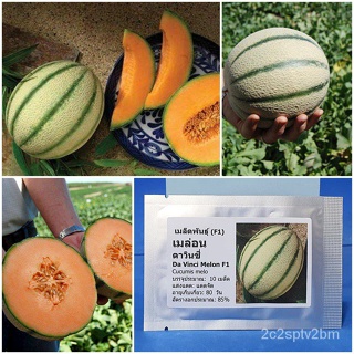 （คุณภาพสูง เมล็ด）เมล็ดพันธุ์ เมล่อนดาวินชี่ ( Da Vinci Melon F1 Seed) บรรจุ 10 เมล็ด คุณภาพดี/ง่าย ปลูก สวนครัว /ขายด VD