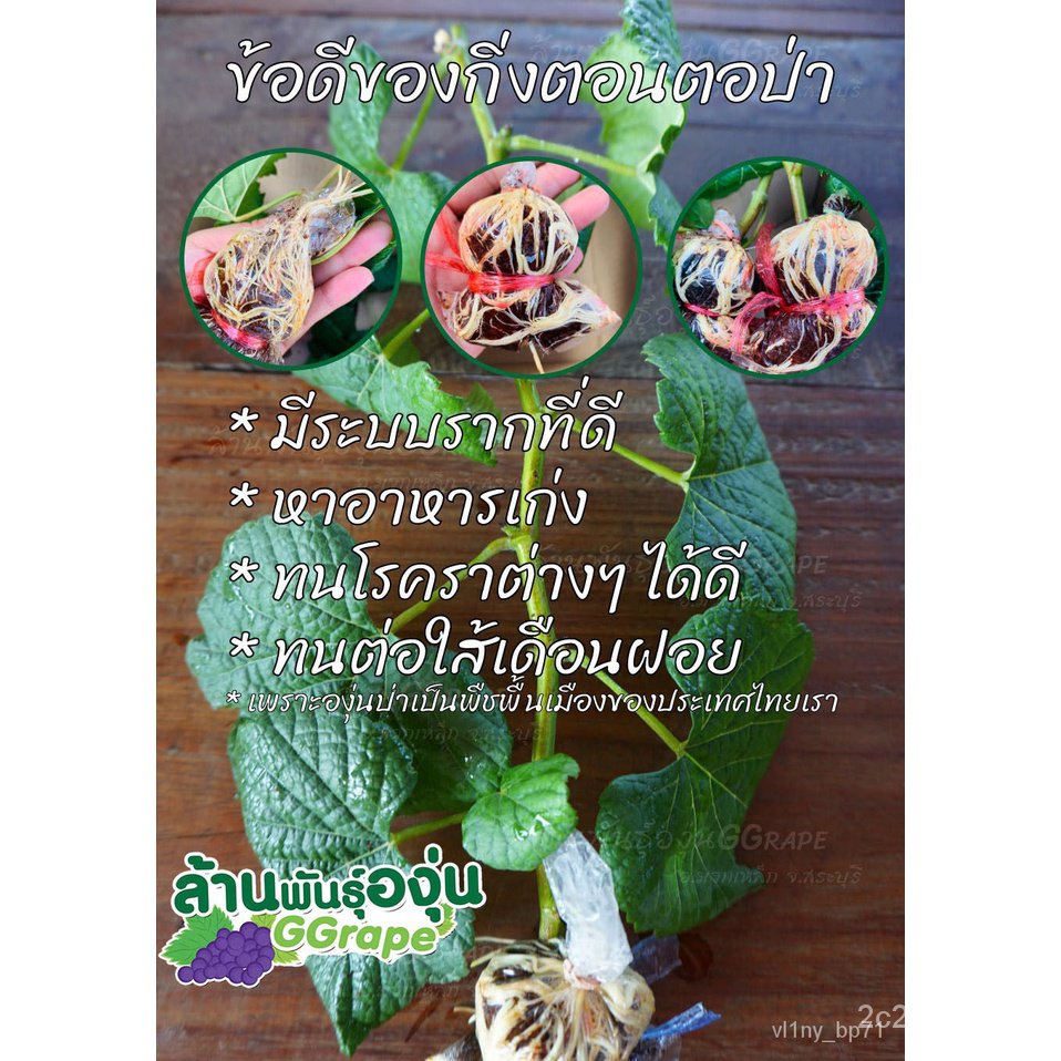 ผลิตภัณฑ์ใหม่-เมล็ดพันธุ์-สปอตสินค้า-กิ่งพันธุ์องุ่น-พันธุ์บิวตี้-ซีดเลส-beauty-seedless-องุ่นไร้เมล็ดเมล็ดอวบ-ขายดี-o