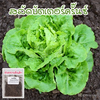 （คุณภาพสูง เมล็ด）90-300 เมล็ด ผักสลัดบัตเตอร์ครันช์ เมล็ดพันธุ์ Buttercrunch Lettuce นำเข้าจา/ง่าย ปลูก สวนครัว /ดอก NBW