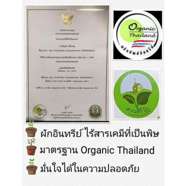 ภาพหน้าปกสินค้าทาร์รากอน Tarragon ผักอินทรีย์ ไร้สารเคมี มาตรฐาน Organic Thailand แพค 200 g จากร้าน siriwatgarden บน Shopee