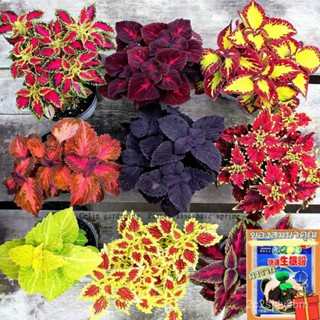 （คุณภาพสูง เมล็ด）เมล็ดพันธุ์ บอนสี Mixed Coleus Seeds Perilla Blumei เมล็ดดอกไม้ ต้นไม้ประดับ/ขายดี ผัก ปลูก /ขายดี 4TJG