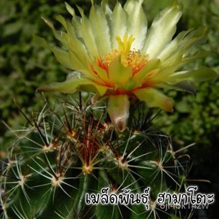 （คุณภาพสูง เมล็ด）เมล็ดพันธุ์แคคตัสฮามาโตะ Hamatocactus กระบองเพชร/ง่าย ปลูก สวนครัว เมล็ด/ขายดี ELVC