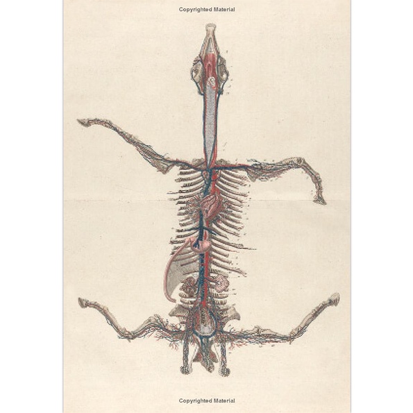 the-art-of-animal-anatomy-all-life-is-here-dissected-and-depicted