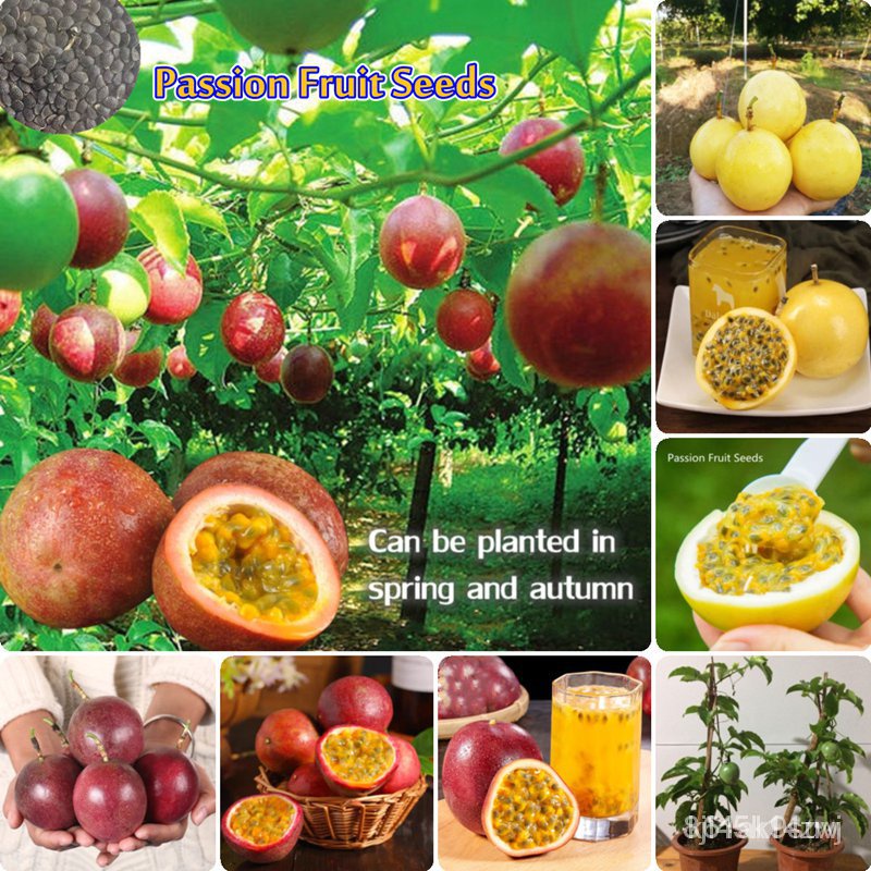 ผลิตภัณฑ์ใหม่-เมล็ดพันธุ์-จุดประเทศไทย-k-s-philippines-good-quality-passion-fruit-seeds-for-planting-50-seeds-ขายด-jx