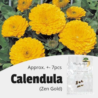 ผลิตภัณฑ์ใหม่ เมล็ดพันธุ์ จุดประเทศไทย ❤[Plantfilled] Calendula Zen Gold Seeds | Flowers - 7 Seedsเมล็ดอวบอ้วน 1/ขายดี D