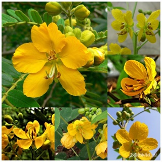 ผลิตภัณฑ์ใหม่ เมล็ดพันธุ์ 2022พร้อมสต็อกในประเทศไทย 50pcs/pack Cassia seeds flower เมล็ดอวบอ้วน บอนสี เมล็ดดอกไ /ขายด M1