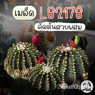 ผลิตภัณฑ์ใหม่ เมล็ดพันธุ์ เมล็ดพันธุ์คุณภาพสูงในสต็อกในประเทศไทยเมล็ด แอลบี LB2178 ตัวแท้ "Gymnocalycium friedr /สวนครัว