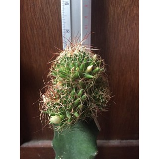 cactus แมมรังนกmammillaria decipiens กราฟตอสามเหลี่ยม