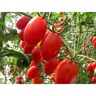 ผลิตภัณฑ์ใหม่ เมล็ดพันธุ์ เมล็ดพันธุ์ มะเขือเทศเชอรี่ ทับทิมแดง (Tabtimdaeng Tomato) ความหวานประมาณ 8.5 บริกซ์ บรร/เ 9S8