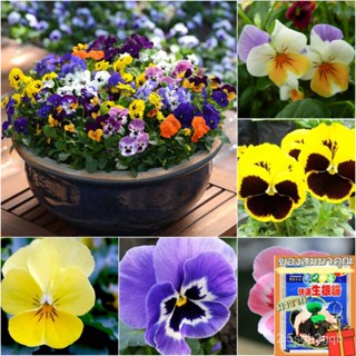 （คุณภาพสูง เมล็ด）100pcs เมล็ดกะเทย pansy seeds ต้นไม้มงคล ต้นไม้ฟอกอากาศ ต้นไม้ประดับ เมล็ดบอ/สวนครัว ผัก ปลูก สวน/เ IXI