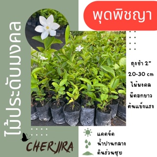 ต้นพุดพิชญา ไม้มงคล ดอกสีขาว ถุง4” ขนาด 20-30 CM (สั่งขั้นต่ำ 5 ต้น คละได้)