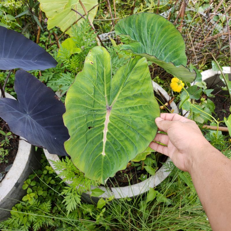 colocasia-hybrid-ไม่มีชื่อ-black-widow-กับ-white-lava