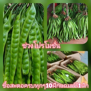 สินค้า 📢พร้อมส่ง,สะตอ นอกฤดู​กาล​ ฝักสวย คัดมาโดยเฉพาะ​✌️