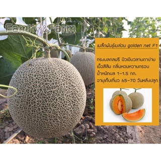 ผลิตภัณฑ์ใหม่ เมล็ดพันธุ์ เมล็ดพันธุ์เมล่อนเนื้อส้ม #Golden Net F1 MTKS คละ สวนครัว/ผักสลัด็ด 9ZVZ