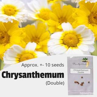 ผลิตภัณฑ์ใหม่ เมล็ดพันธุ์ จุดประเทศไทย ❤[Plantfilled] Chrysanthemum Double Seeds for planting| Flower | Approx. คล/ขา 6E