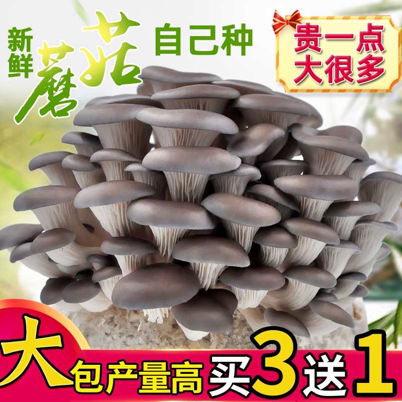 การปลูกเห็ด-baojia-การปลูกเห็ด-pleurotus-ostreatus-ถุงเห็ดสดเห็ดในกระถางเห็ดหอมระเบียงแสนสนุก