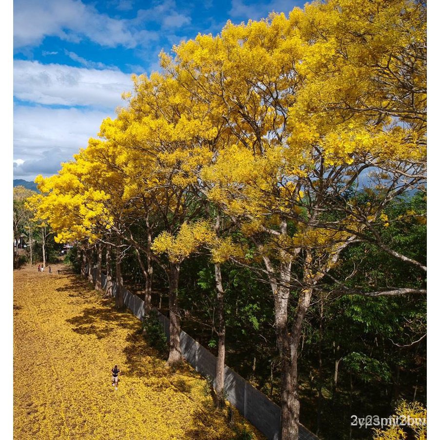 ผลิตภัณฑ์ใหม่-เมล็ดพันธุ์-จุดประเทศไทย-plantfilled-golden-trumpet-tree-seeds-for-planting-trees-approx-ขายด-k5