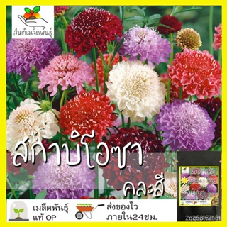 ผลิตภัณฑ์ใหม่ เมล็ดพันธุ์ เมล็ดพันธุ์คุณภาพสูงในสต็อกในประเทศไทยเมล็ดอวบอ้วน สกาบิโอซา คละสี 300 เมล็ด Mixed Sc /ขายดี O
