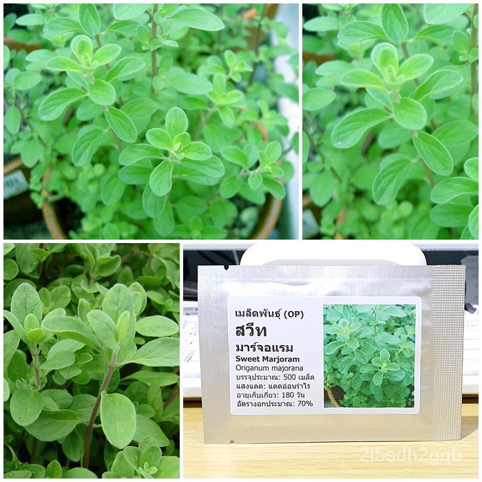 คุณภาพสูง-เมล็ด-เมล็ดพันธุ์-สวีท-มาร์จอแรม-sweet-marjoram-seed-บรรจุ-500-เมล็ด-คุณภาพดี-ราคาถูก-ข-ง่าย-ปลูก-ส-ผักสลัด