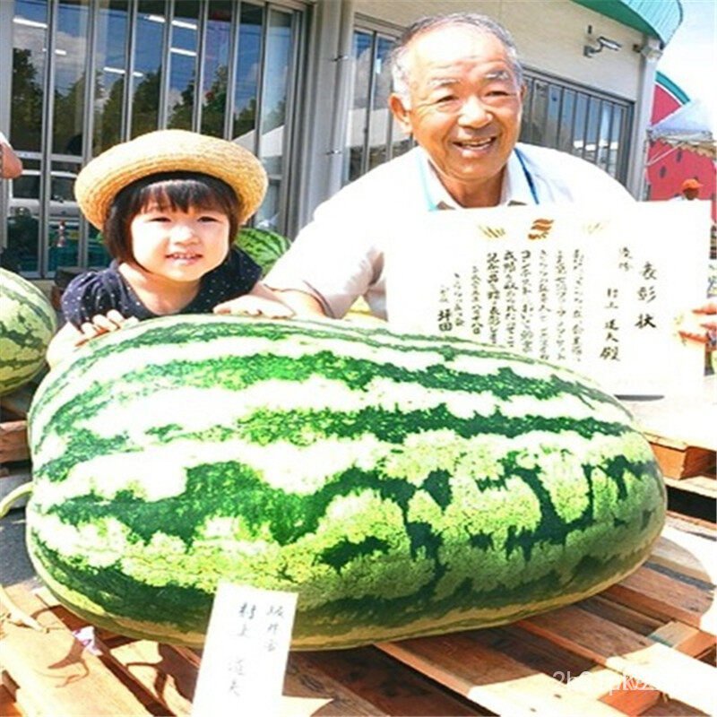 ผลิตภัณฑ์ใหม่-เมล็ดพันธุ์-2022แตงโม-giant-watermelon-seeds-20ชิ้น-แพ็ค-ฟาร์ม-พืชบ้าน-พืชกลางแจ้ง-ปลูกง่าย-สามา-ขายดี-6
