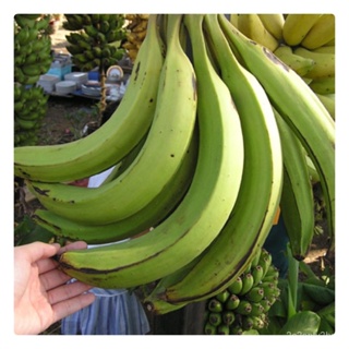ผลิตภัณฑ์ใหม่ เมล็ดพันธุ์ 2022พันธุ์ งาช้าง หน่อต้น กล้วย หน่อกล้วย พร้อมปลูกลงดินได้เลย จัดส่งพร้อมถุง 4 นิ้ว ล/สวนครัว