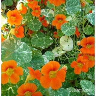 ผลิตภัณฑ์ใหม่ เมล็ดพันธุ์ 2022เมล็ดอวบอ้วน อลาสก้า แนสเทอเทียมคละสี Alaska Mix Nasturtium (Tropaeolum nanum)บรร คล/เ AOC