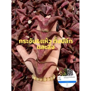 กระจับ กระจับเขาควายของดีประจำจังหวัดสุพรรณบุรีกิโลล่ะ 50฿ เท่านั้นสั่งขั่นต่ำ 2 กิโล photo