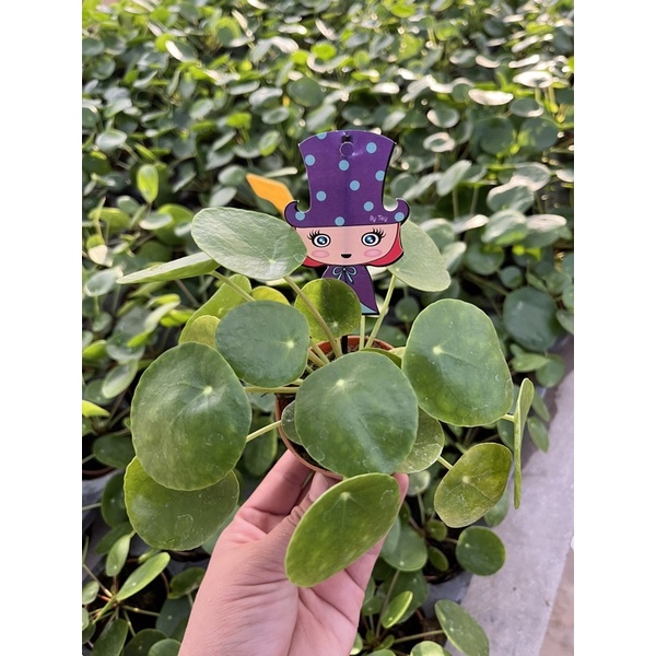 peper-romioides-pilea-3-นิ้้ว-แพนเค้ก-เหรียญทอง