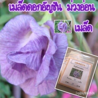 ผลิตภัณฑ์ใหม่ เมล็ดพันธุ์ จุดประเทศไทย ❤เมล็ดอวบอ้วน อัญชันม่วงอ่อน อัญชัน ✅ราคาถูกปลูกง่าย ดอกสวยมากซื้อ10แถม1 /ขายด GW