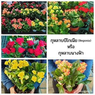 ผลิตภัณฑ์ใหม่ เมล็ดพันธุ์ 2022ต้นบีโกเนีย ดอกสีเหลือง Begonia พันธุ์ดอกซ้อน สายพันธุ์นอก นำเข้า มีดอกทุกต้น ตาม /ดอก E3Q