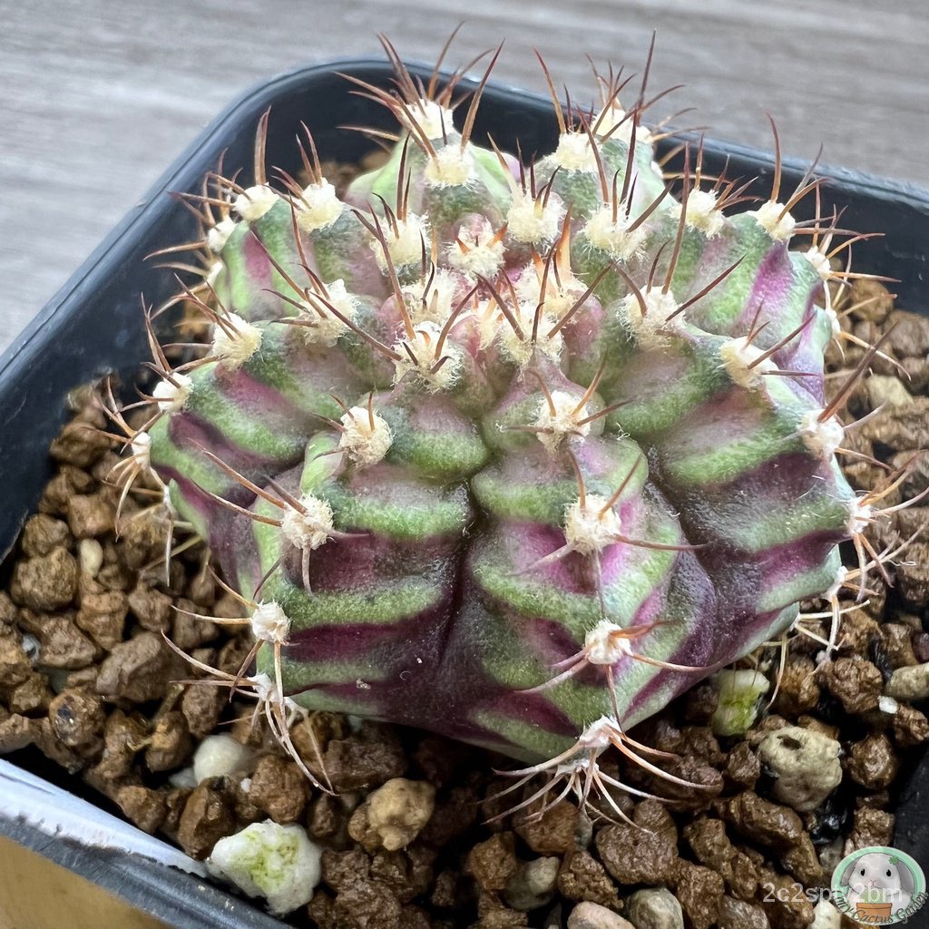 w1-ต้นยิมโนหน้ายับ-ลูก-trex-ไม้เมล็ด-gymnocalycium-แคคตัส-ง่าย-ปลูก-สวนครัว-เมล็ด-ขายดี-b33x