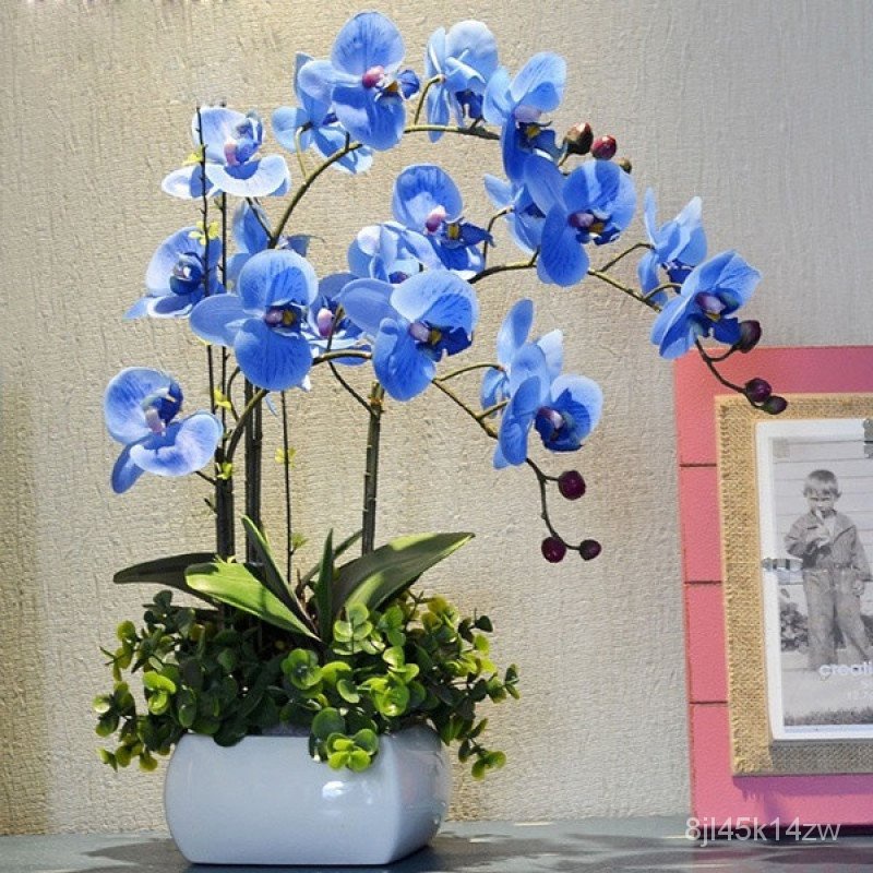 คุณภาพสูง-เมล็ด-เมล็ดพันธุ์-ฟาแลนนอปซิส-phalaenopsis-seeds-orchid-mixed-flower-seeds-กล้วยไม-ง่าย-ปลูก-สวนครัว-คละ-h6x