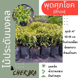 ต้นพุดศุภโชคสีทอง ใบด่างเหลืองทอง ไม้มงคล ถุง4” ขนาด 10-15 CM (สั่งขั้นต่ำ 5 ต้น คละได้)